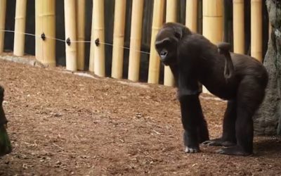 Customer story: Toronto Zoo