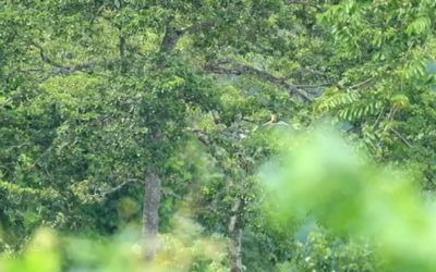 Customer story: SilviaTerra maps the future of forests with Microsoft AI