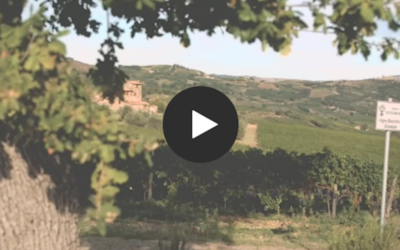 Ciacci Piccolomini d’Aragona winery creates a perfect blend of tradition and technology with Microsoft Teams